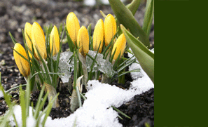 http://cdn.firespring.com/images/6/e/4/8/3/6c69d081-ebc3-4d49-8adb-314d3c1cf2d3.gif