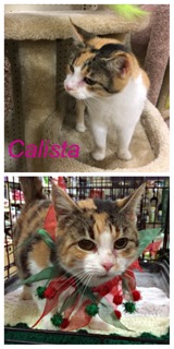 Calista adopted 021718