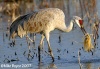 Sandhill Crane