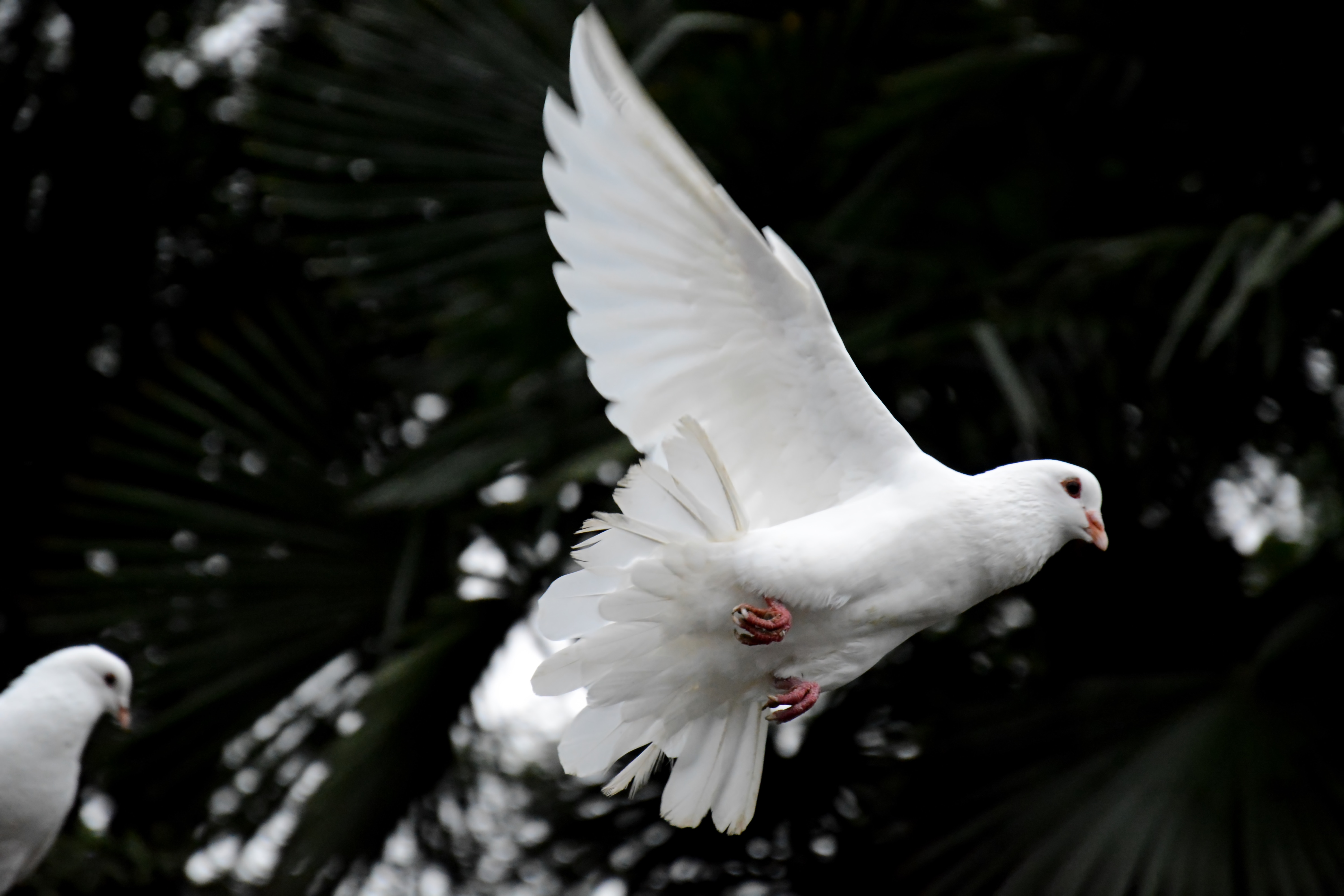 Leaders Are Peacemakers
