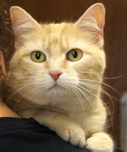 Meet Basil!