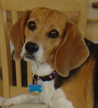 PET FOOD DRIVE FOR SENIORS