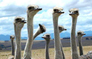 Ostriches