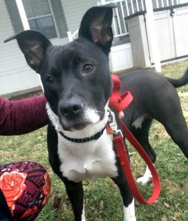 Lily Ann - ADOPTED