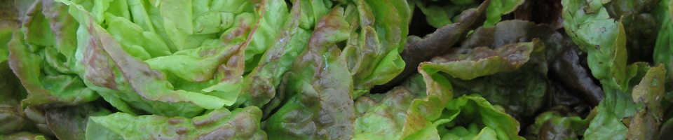 Lettuce Background