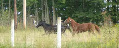 HOPE HILL EQUINE NEEDS