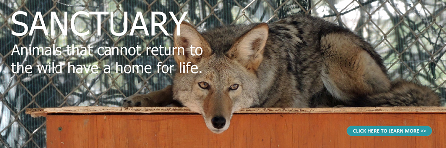 Arizona wild animal rescue