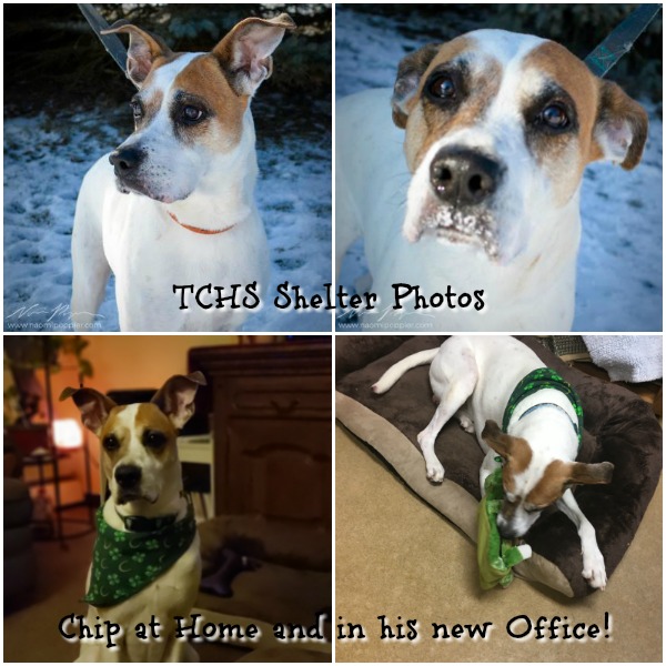 Chip #NewYearNewHome