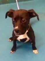 Xia - ADOPTED
