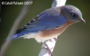 Eastern Bluebird 
