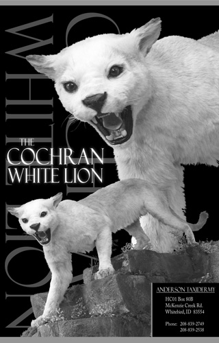 Anderson Taxidermy: Cochran White Lion