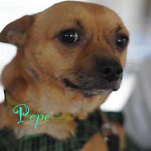 Pepe