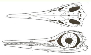 Salt Gland Structures Identified in a Late Jurassic Ichthyosaur