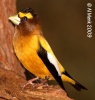 Evening Grosbeak 