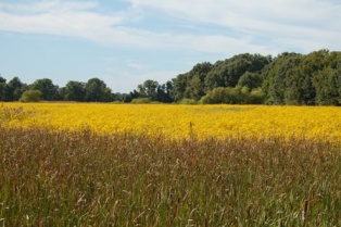 Wye Island wheat