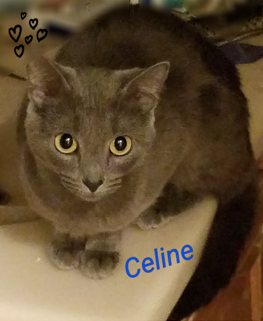 Celine adopted 033118