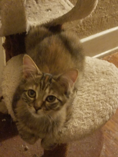 Tia adopted 030318