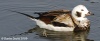 Long-tailed Duck