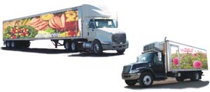 Vehicle Graphics
