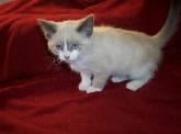Cat Care Tips