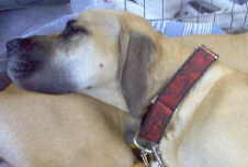 Many thanks to Lin Gardiner for her WONDERFUL collars and for making this opportunity available to us