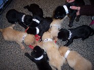 Why Spay/Neuter Your Pet?