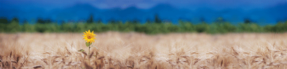 http://cdn.firespring.com/images/7/e/9/7/4/7713dabd-ee00-9b78-7470-476664a91f4a.gif