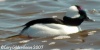 Bufflehead