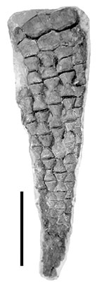 NEW MATERIAL FROM THE TYPE SPECIMEN OF MEGALNEUSAURUS REX (REPTILIA: SAUROPTERYGIA) FROM THE JURASSIC SUNDANCE FORMATION, WYOMING