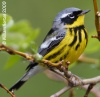 Magnolia Warbler 
