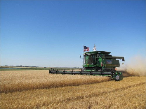 Harvesting Wheat