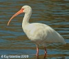 White Ibis