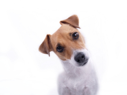 Adopt a Dog