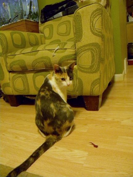 Nimmi (Gloria)