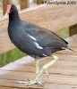 Common Moorhen