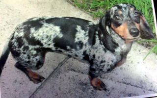 Saddie - ADOPTED
