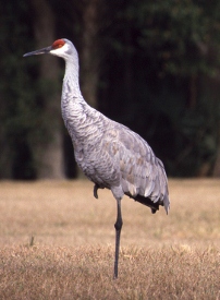 The Rural Initiative and the Nebraska Nature and Visitor Center create list of area attractions