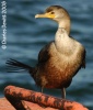 Double-crested Cormorant