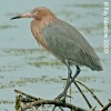 Reddish Egret