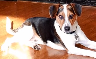 Finn - ADOPTED