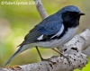 Black-throated Blue Warbler 