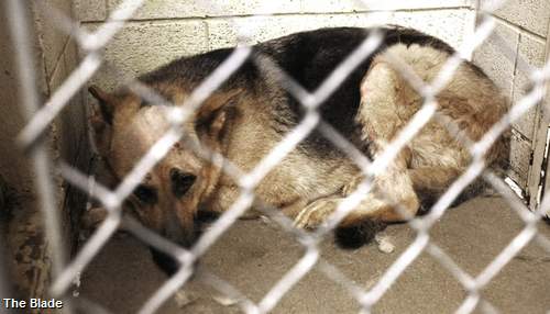 People far and wide hope to adopt 'Sarge,' dog shot 6 times in cage