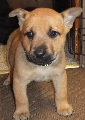Bubba