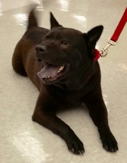 Kayla - Rainbow Bridge 4/12/18 RIP