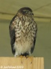 Sharp-shinned Hawk