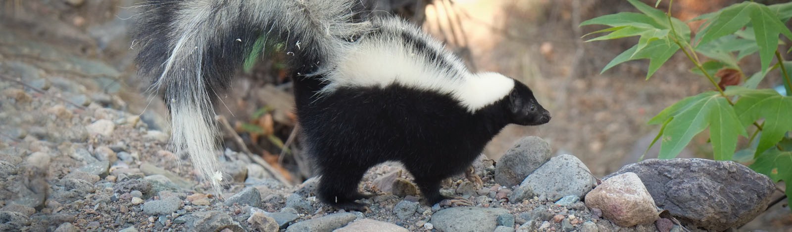 roger   striped skunk