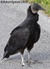 Black Vulture