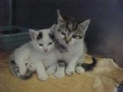 Spay & Neuter Assistance Program