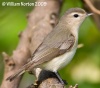 Warbling Vireo 