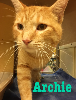 Archie adopted 031718